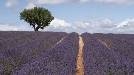 Lavender field in Provenceの写真素材