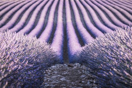 Lavender field in Provenceの写真素材
