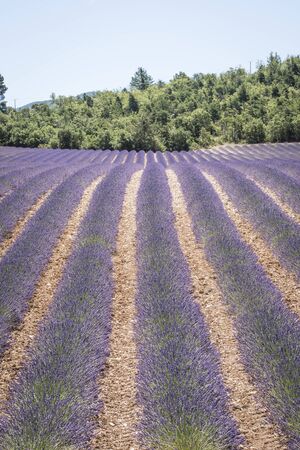 Lavender field in Provenceの写真素材