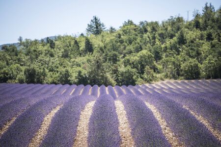 Lavender field in Provenceの写真素材
