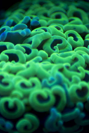 Macro of a coral in the bottom of the deep seaの写真素材
