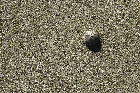 sea urchin
