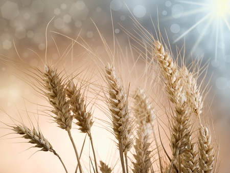 ears on the sunの写真素材