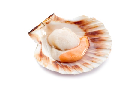 open scallop on white background