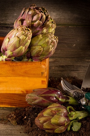 artichoke with garden toolsの写真素材
