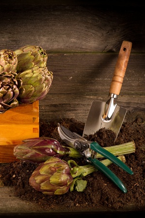 artichoke with garden toolsの写真素材