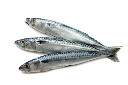 mackerel with ingredients ready to cookingの写真素材