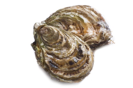 fresh french oysterの写真素材
