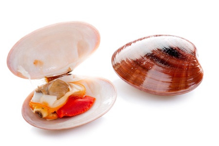 giant clam
