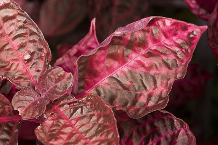 Leaves of Iresine herbstii, fam. Amaranthaceae at the National Botanic garden in Dublin, Ireland.の写真素材