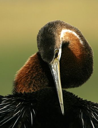 African Darter portraitの写真素材