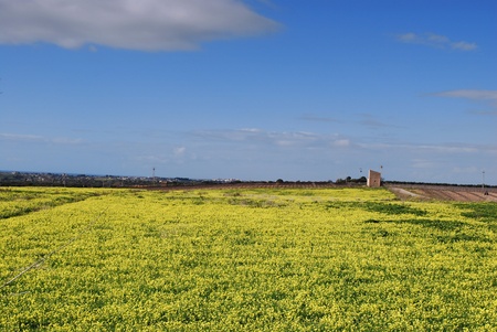 Flowery fieldの写真素材