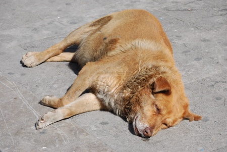 A lying dogの写真素材
