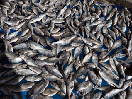 Dried fish