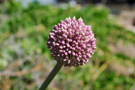 Violet onion flower: A beautiful violet onion flower.