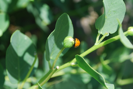 Ladybird on the caper plant: Detail on a ladybug resting on a flower bud of a caper plant.の写真素材
