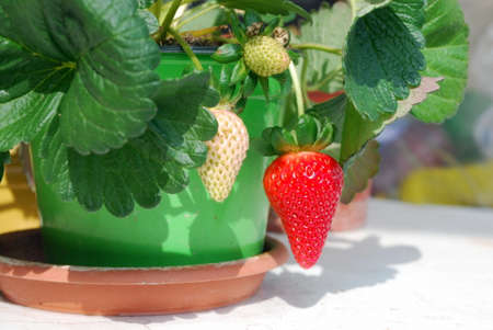Strawberry plant growing in the potの写真素材