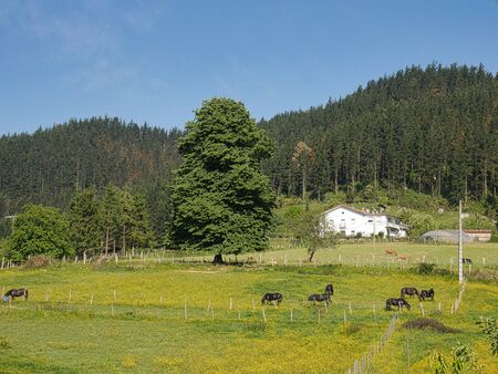 Giant tree in the middle of the fieldの写真素材