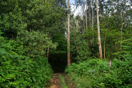 forest path seems like drive you to the darkの写真素材