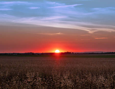 colorful sunset in wheat fieldの写真素材