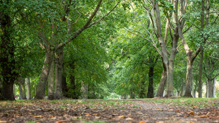 September 2020 London regents park in autumnの写真素材