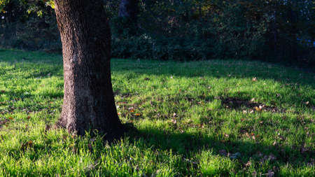 A close-up of the bottom of a tree and grassの写真素材