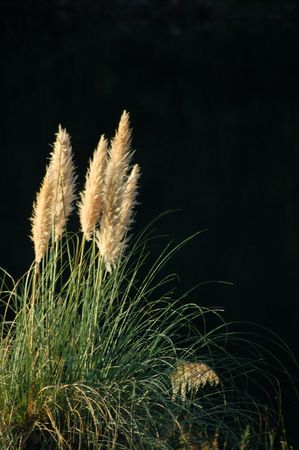 Reed grass growing on the shore of the pond, exposed so the pond in the background is dark.