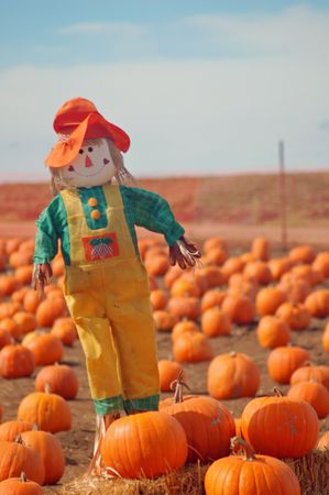 a scarecrow on a bail of hay in a pumpkin patchの写真素材