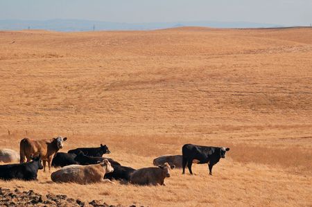 some cattle in a fieldの写真素材