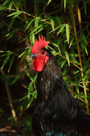 Rooster portraitの写真素材