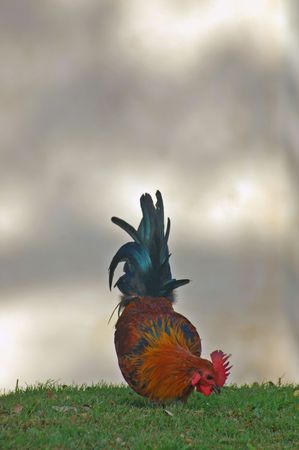 Rooster in a field