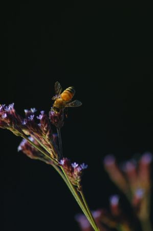 Closeup of a bee on a flowerの写真素材