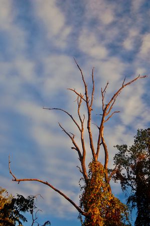 a gnarly tree in the forest