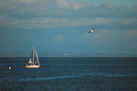 sailing in Santa Cruz Harbor, Californiaの写真素材