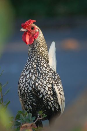 A hen posing for the camera