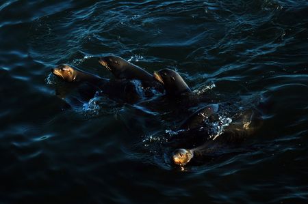 a group of seals going for a swimの写真素材