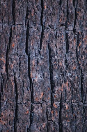 tree bark backgroundの写真素材