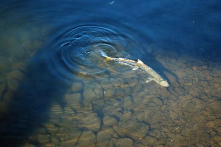 salmon going upstream to spawn