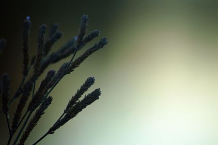 plants by the side of a pond with evening lightの写真素材