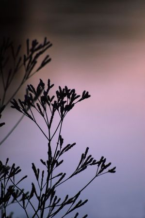 plants by the side of a pond with evening lightの写真素材