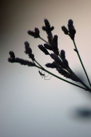plants by the side of a pond with evening lightの写真素材