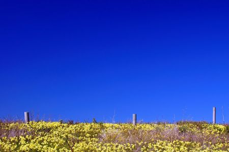 springtime meadow on the california coastの写真素材