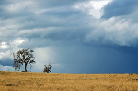 field and tree at the edge of a spring storm. this storm also spawned a tornado, unfortunately I did not see itの写真素材