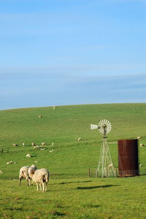 sheep standing on a hillsideの写真素材