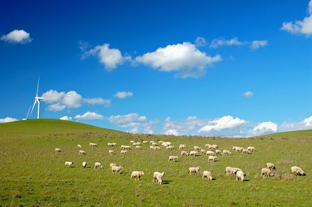 field with windmills and sheepの写真素材