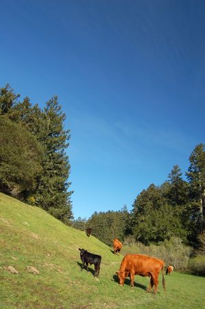 cows in a green pastureの写真素材
