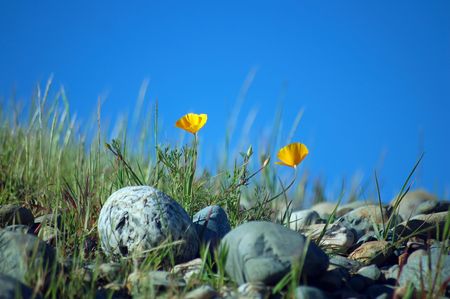 yellow poppies, the state flowerの写真素材