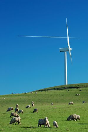 field with windmills and sheep,の写真素材