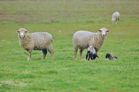 sheep grazing on the hillside in springの写真素材