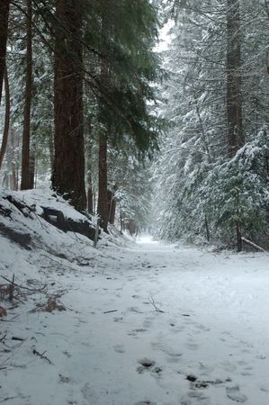 a snowy trail in the forest